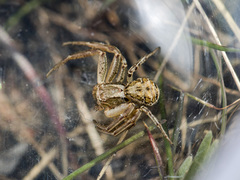 Xysticus pseudocristatus