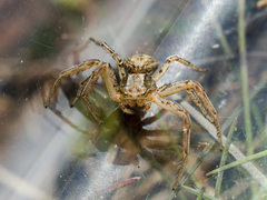 Xysticus pseudocristatus