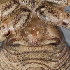 Xysticus pseudocristatus