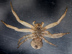 Xysticus pseudocristatus