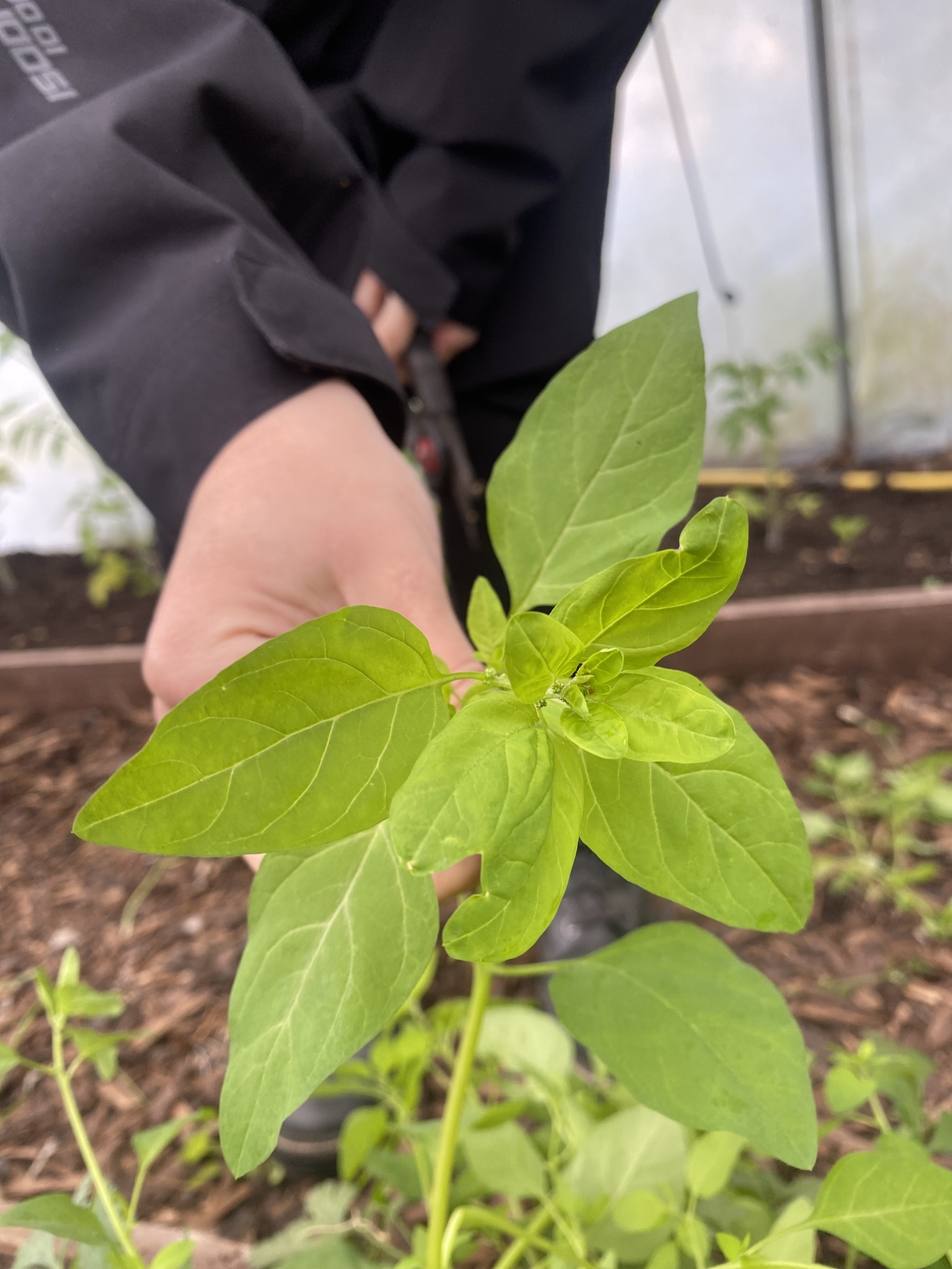Imagem de Lipandra polysperma