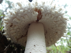 Amanita pyramidifera