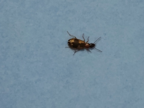 Anomotarus observed 2026-05-06