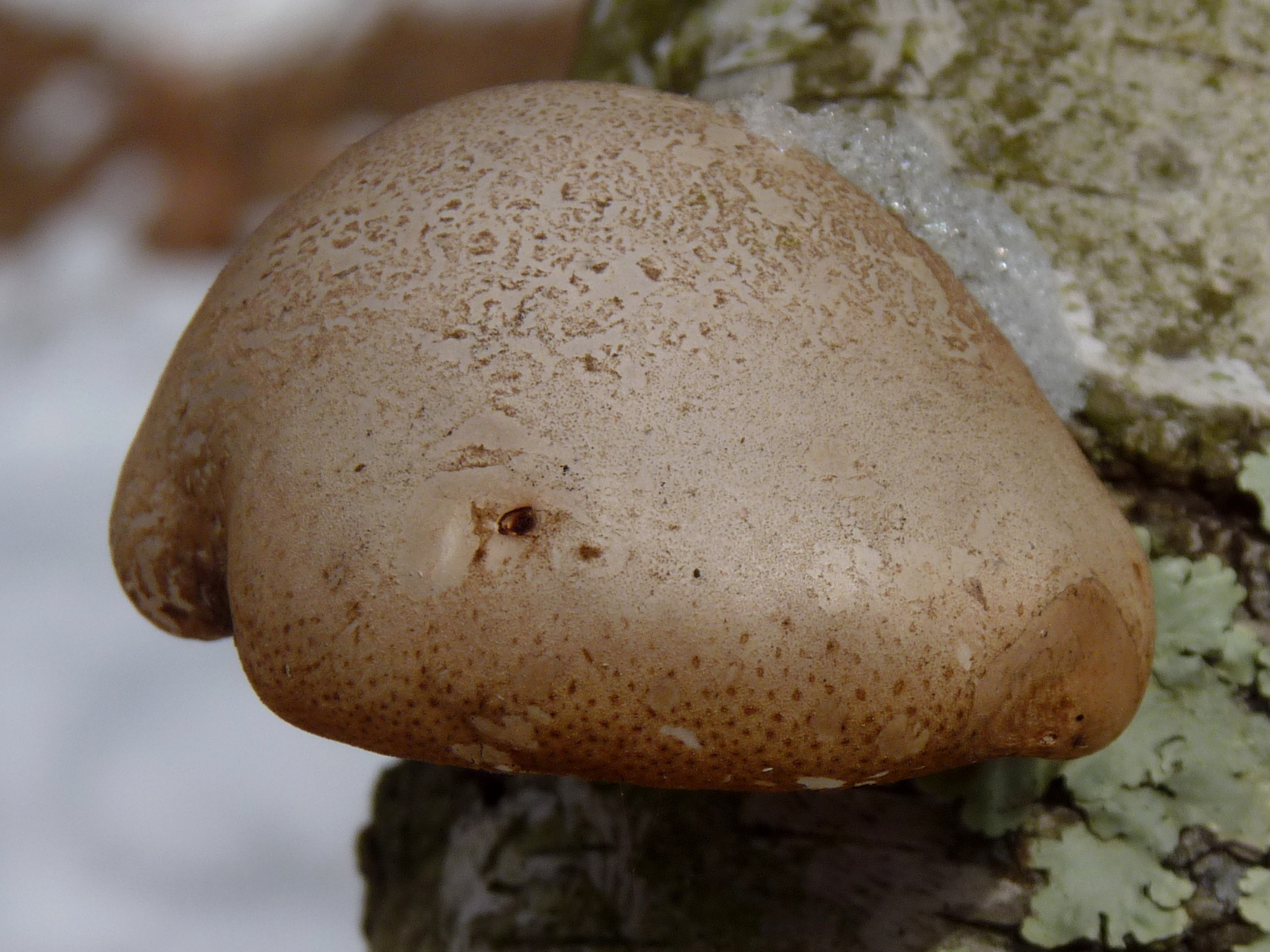 Piptoporus betulinus image