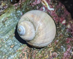 Cryptonatica aleutica