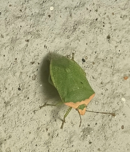 Southern Green Stink Bug