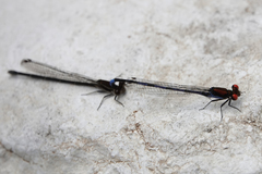 Argia oenea