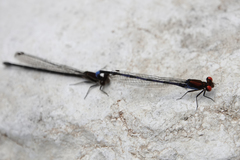 Argia oenea