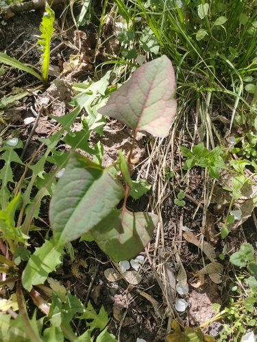 Japanese knotweed