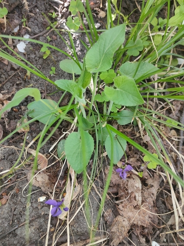 Hairy Violet
