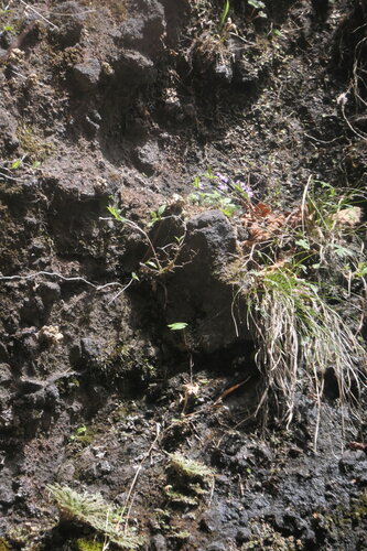 Primula reinii iNat (1)