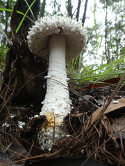 Amanita pyramidifera