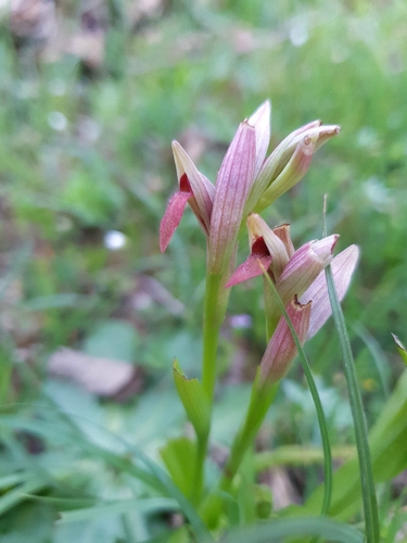 Lesser Tongue-orchid