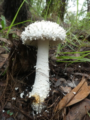 Amanita pyramidifera
