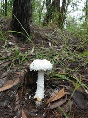 Amanita pyramidifera