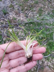 Isoetes histrix