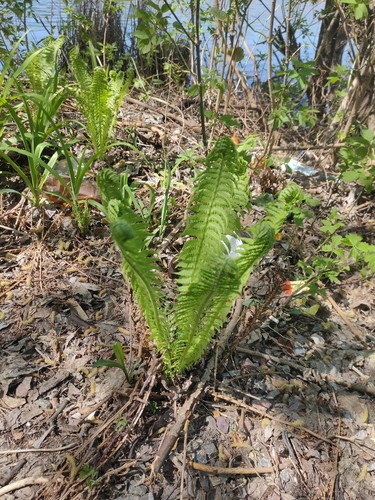 ostrich fern