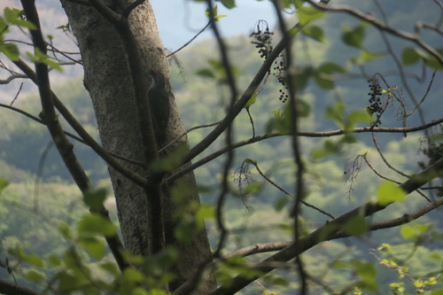 Japanese Green Woodpecker