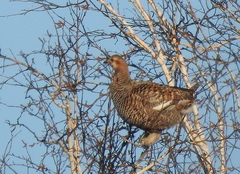 Black Grouse photo 5