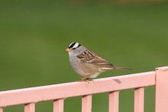 Zonotrichia leucophrys