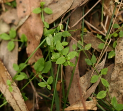 Galium gaudichaudii