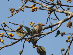 Psilopogon zeylanicus