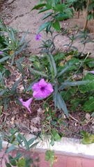 Ruellia