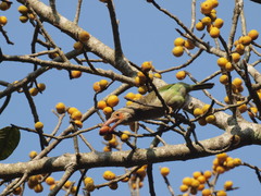 Psilopogon zeylanicus