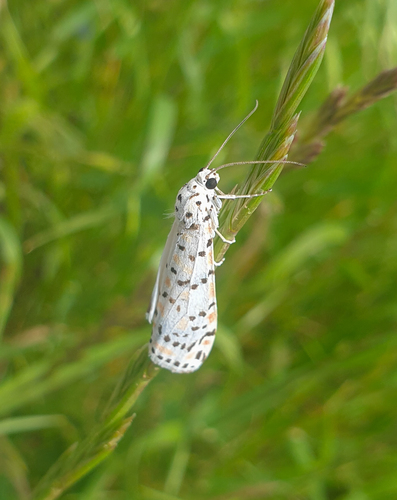 Crimson-speckled Flunkey