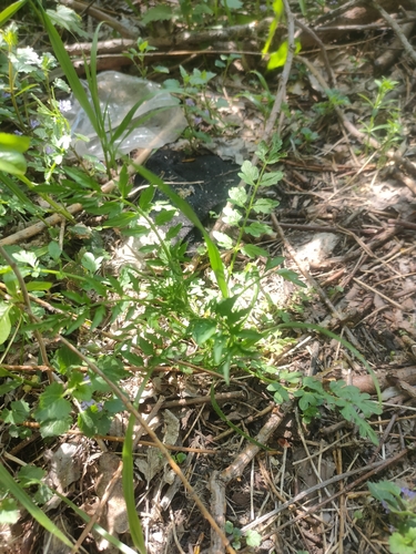 narrow-leaved bittercress