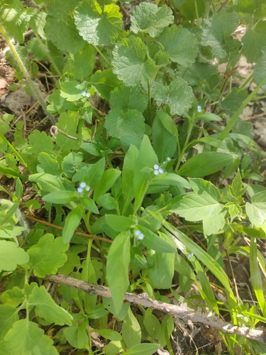 Diffuseflowered Forget-Me-Not