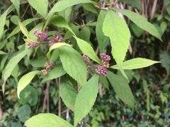 Callicarpa randaiensis