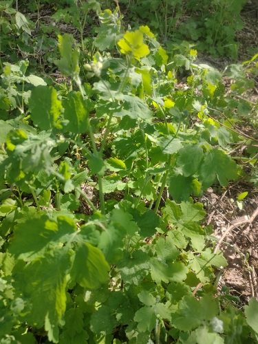 Greater celandine