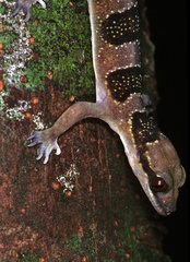 Cross River Half-Toed Gecko photo 3