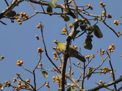 Treron phoenicopterus