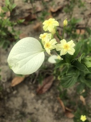 Pseudomussaenda flava