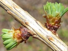 Larix kaempferi