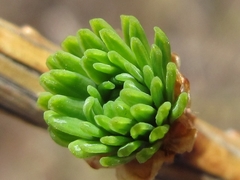 Larix kaempferi