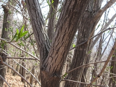 Neoshirakia japonica