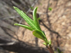 Neoshirakia japonica