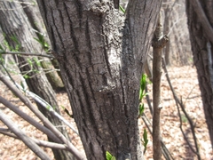 Neoshirakia japonica