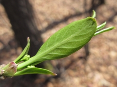 Neoshirakia japonica