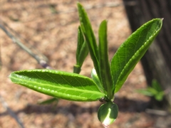 Neoshirakia japonica