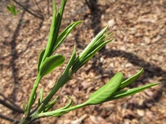 Neoshirakia japonica