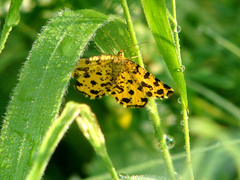 Pseudopanthera macularia
