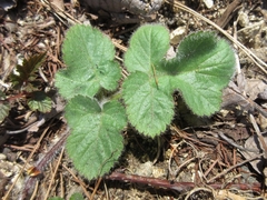 Heracleum moellendorffii