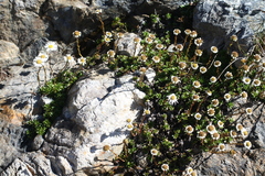 Celmisia bellidioides