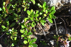 Celmisia bellidioides