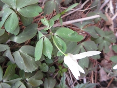 Anemonoides raddeana