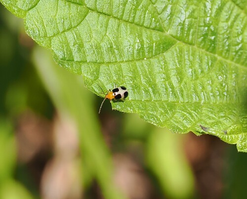 Paridea oculata